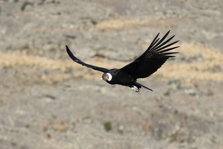 condor